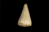 藏品(菲僑芋螺)的圖片